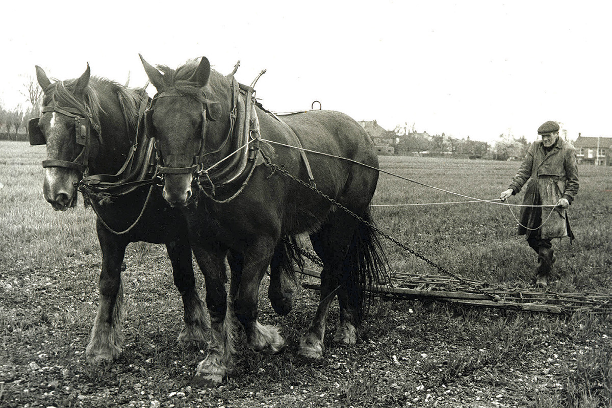 A man walks behind a horse-drawn plough
