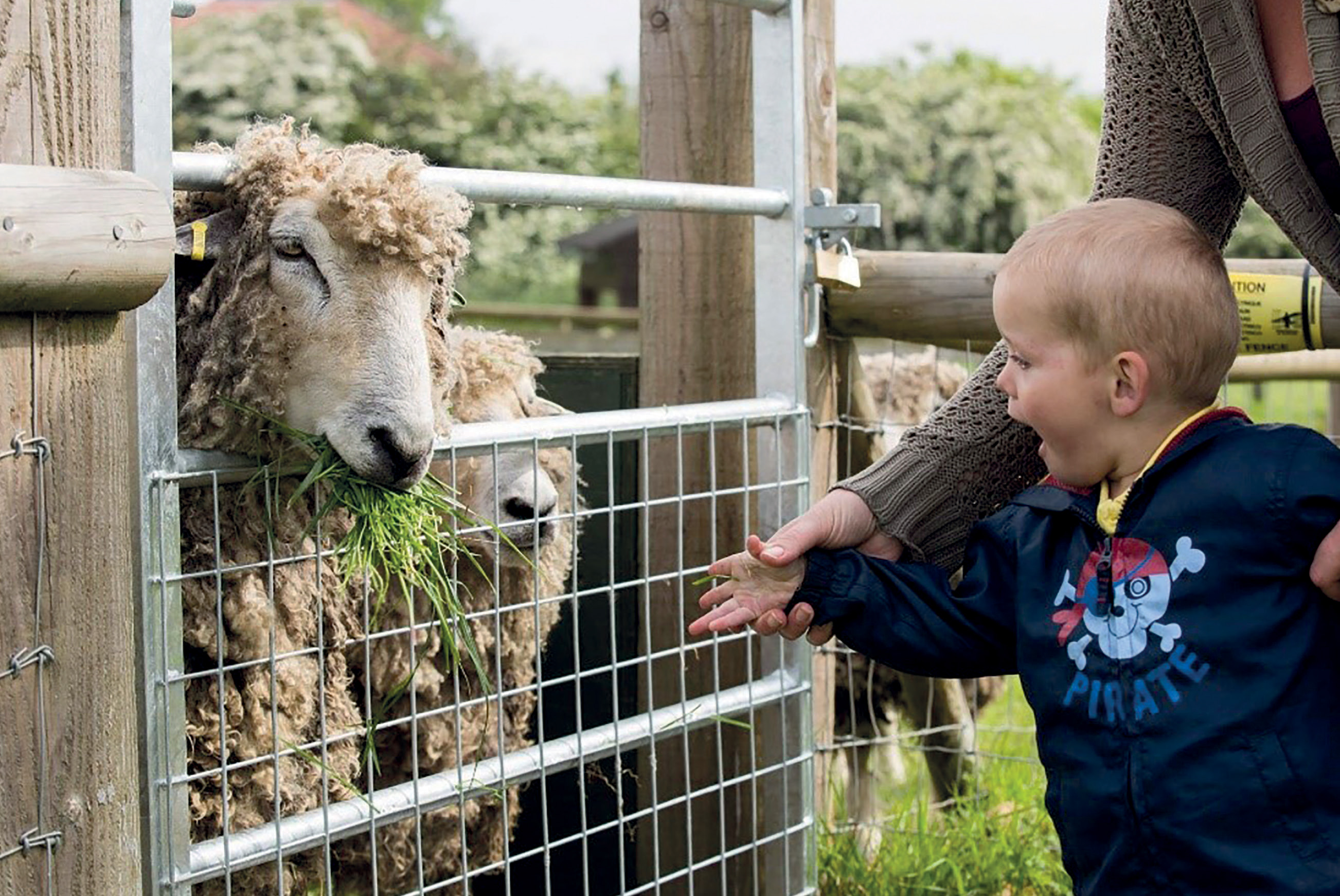 A young child meets sheep at the rare breeds centre