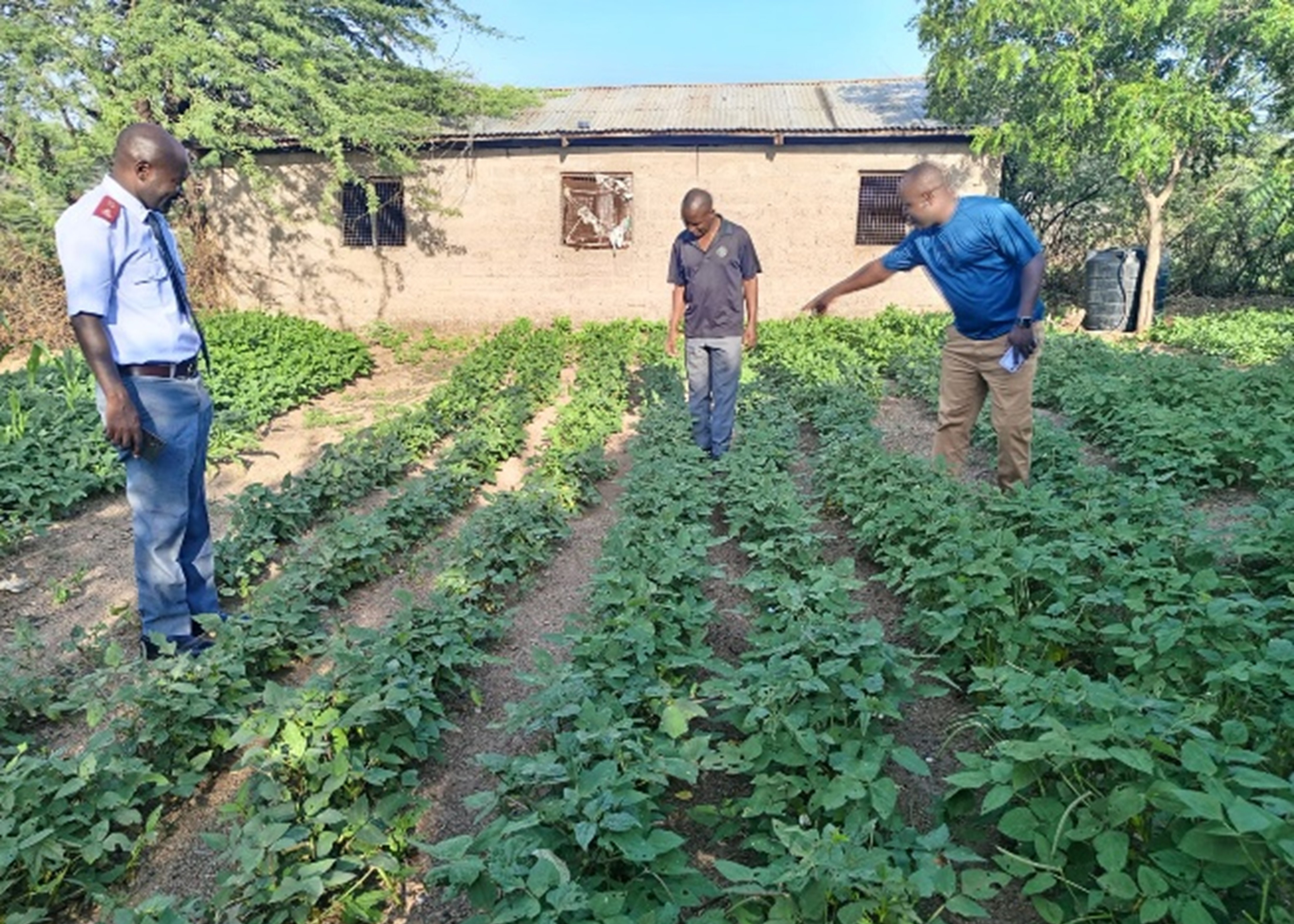 Men check plants in the kitchen garden