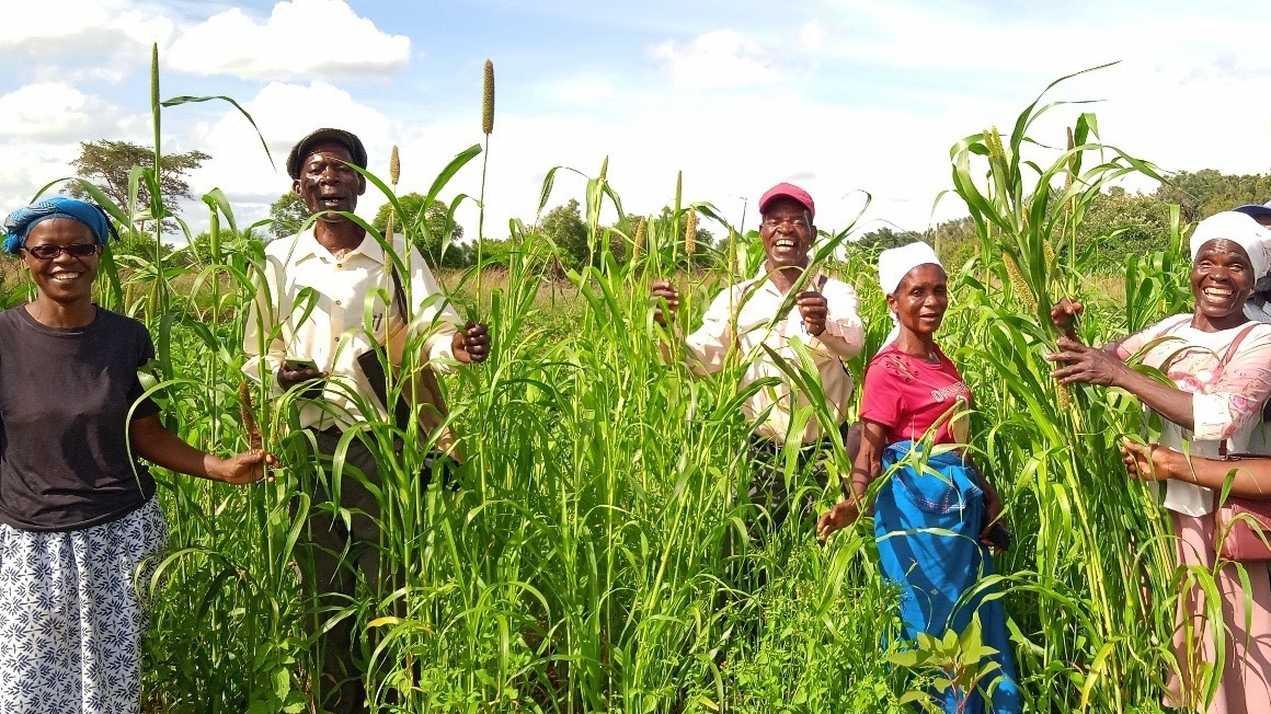 Pearl Millet demonstration plot