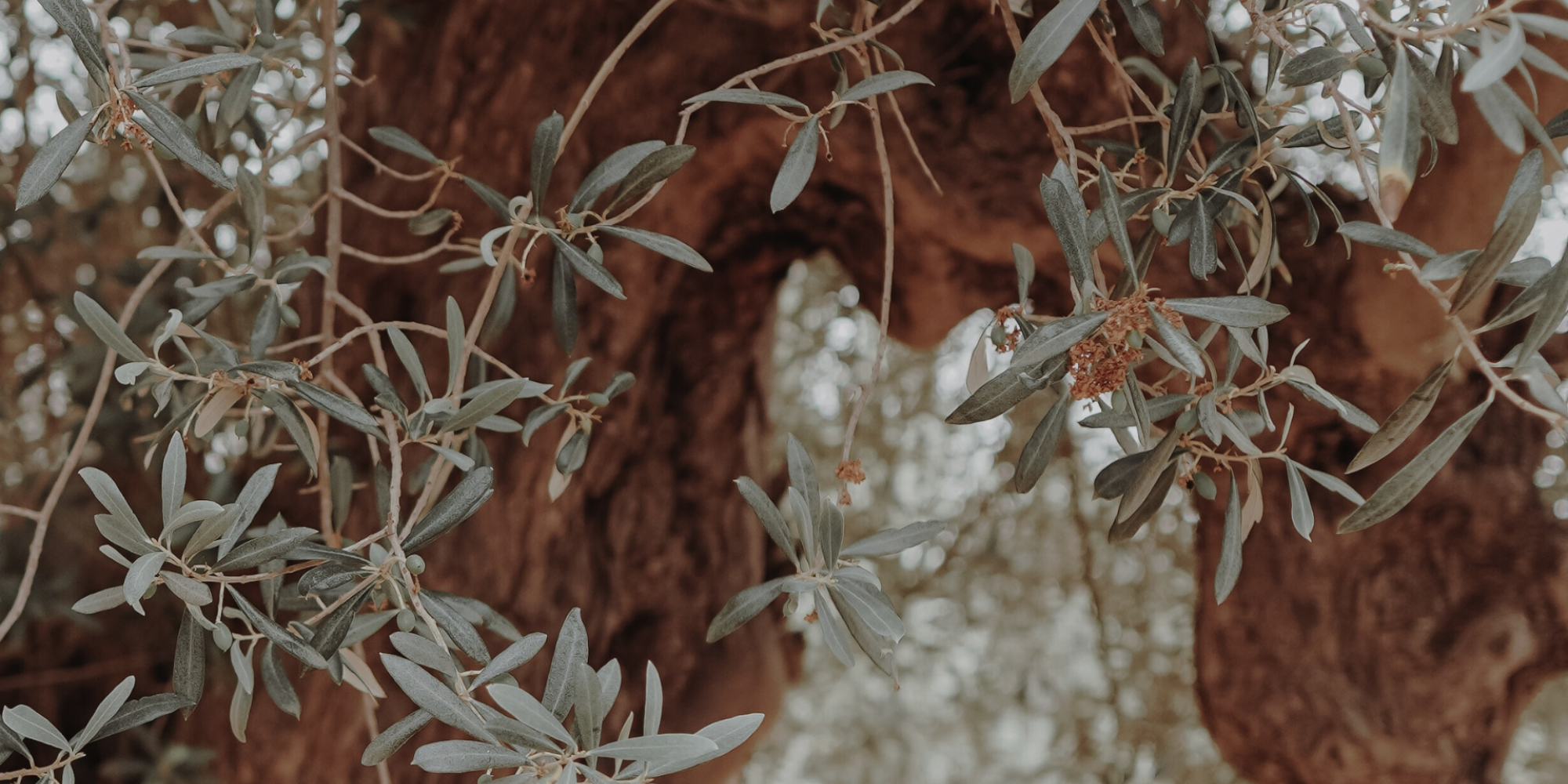An olive tree