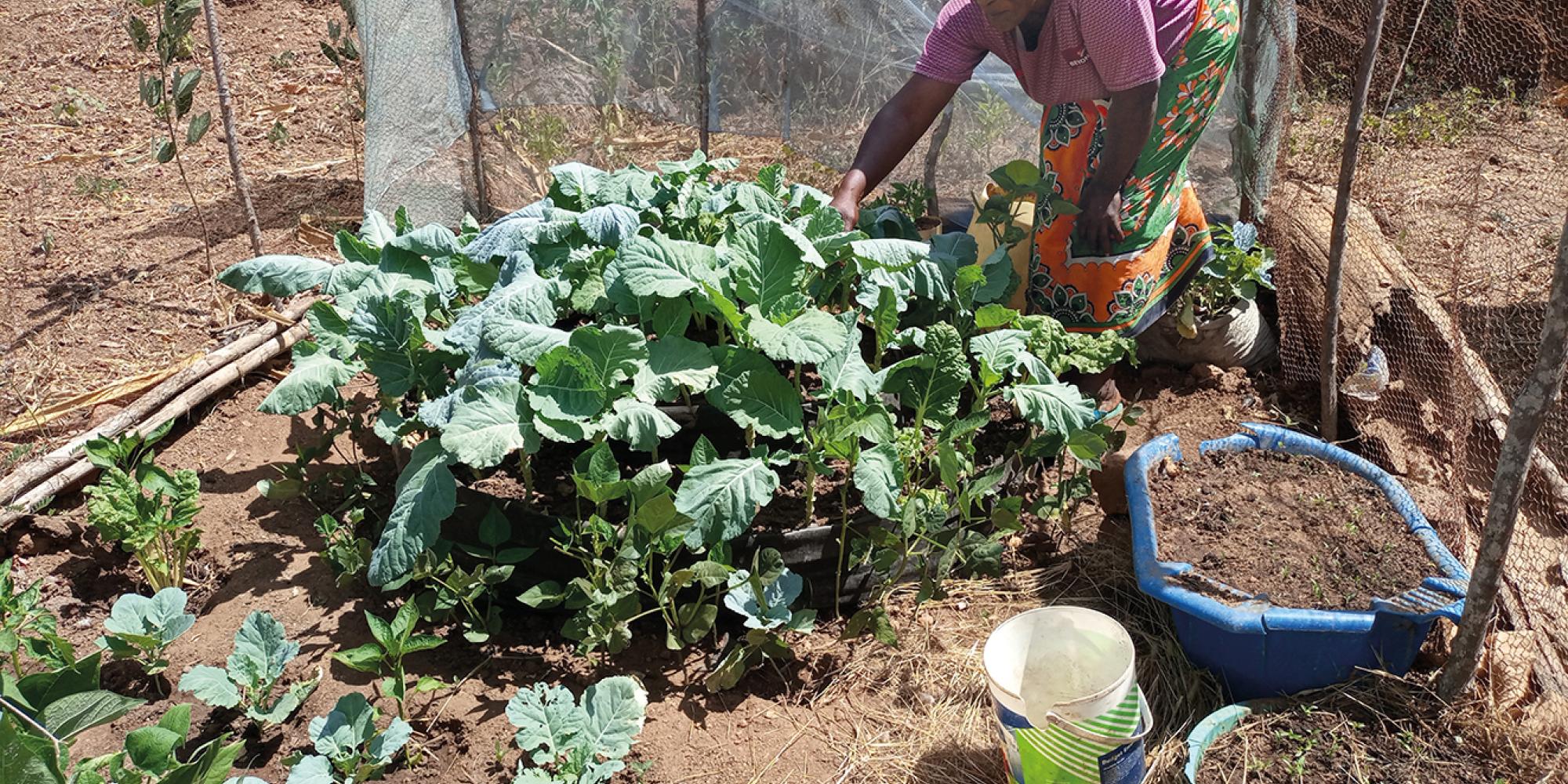 A woman tends to plants in a fenced garden