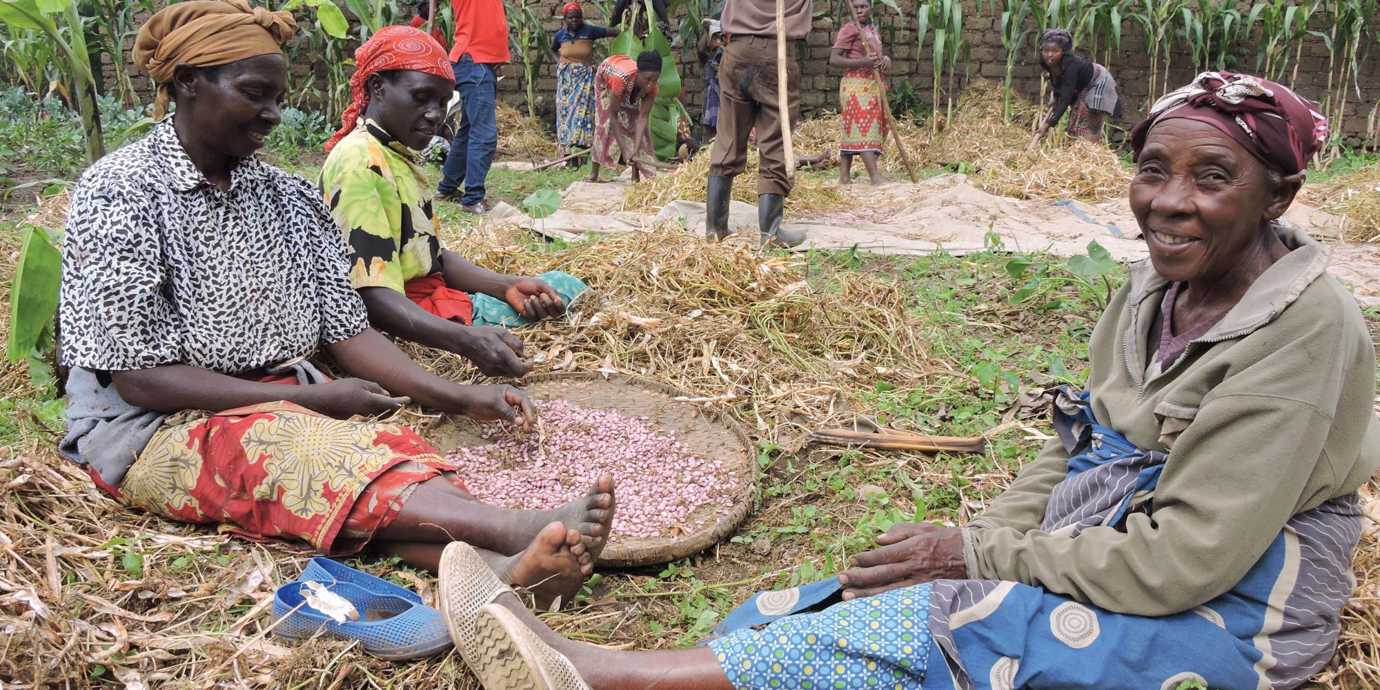 People sort harvested crops