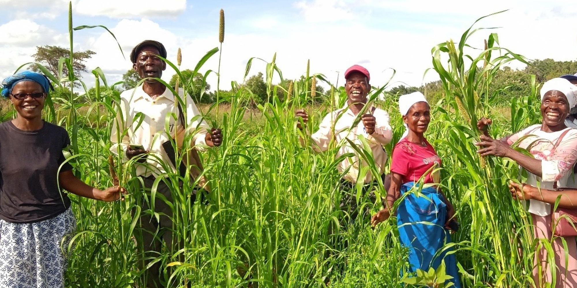 A group standing in a pearl millet field