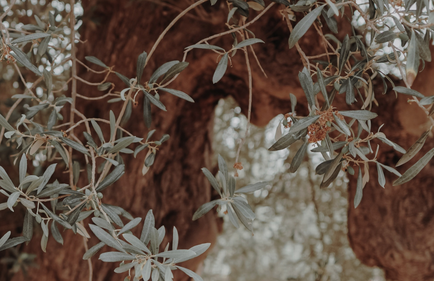 An olive tree