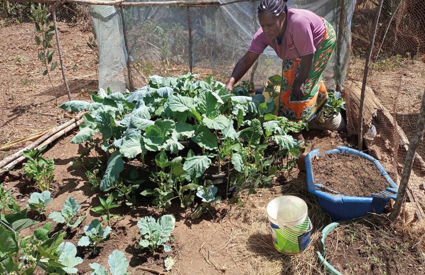 A woman tends to plants in a fenced garden