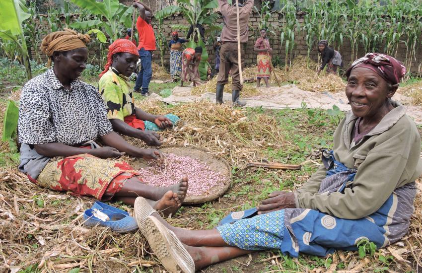 People sort harvested crops