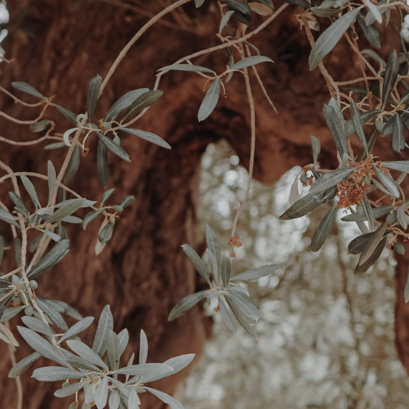 An olive tree