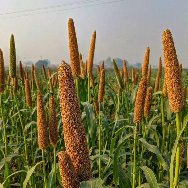 Pearl millet field