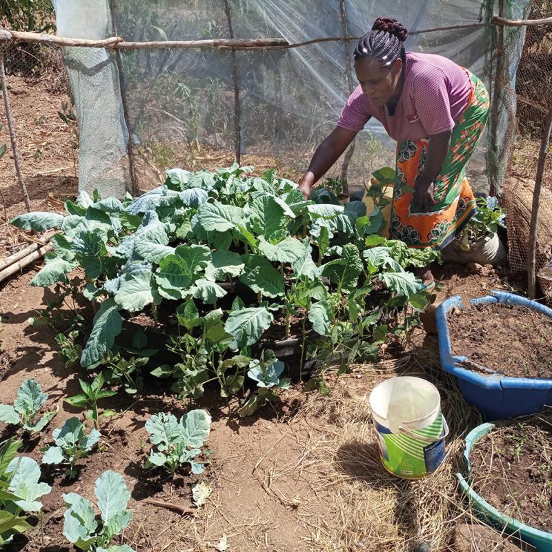 A woman tends to plants in a fenced garden