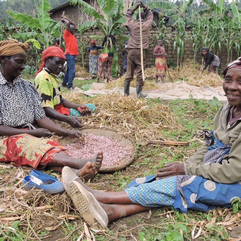 People sort harvested crops