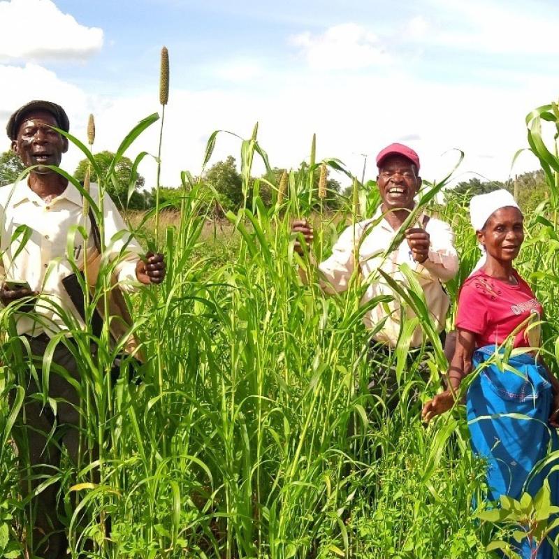A group standing in a pearl millet field